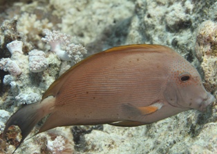Ctenochaetus striatus